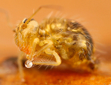 springtail